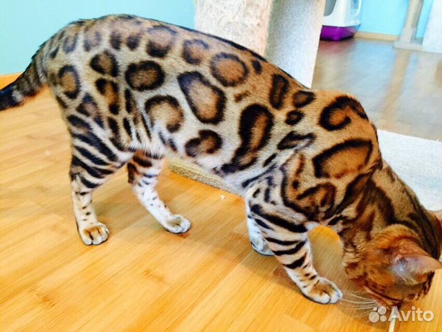 Бенгальские кошечки с прав. разведения на совладен