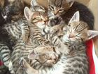 Бенгальские дворянские котята