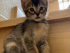 Котята метисы Абиссинской кошки объявление продам