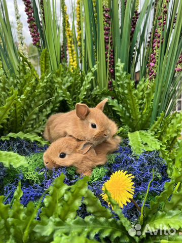 Кролики приносящие счастье в дом