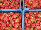 Бизнес по выращиванию ягодных культур объявление продам