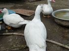 Мускусные утки, тяжелая французская линия объявление продам