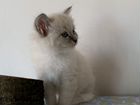 Невские Маскарадные котята объявление продам