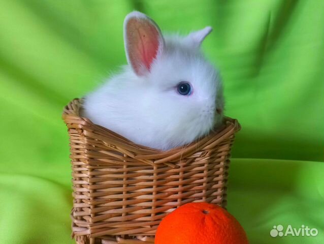 Карликовый кролик