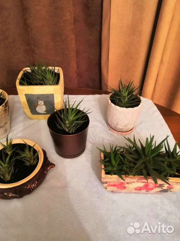 Живые цветы в горшках