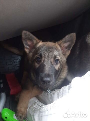 Зонарные щенки с ветпаспортом