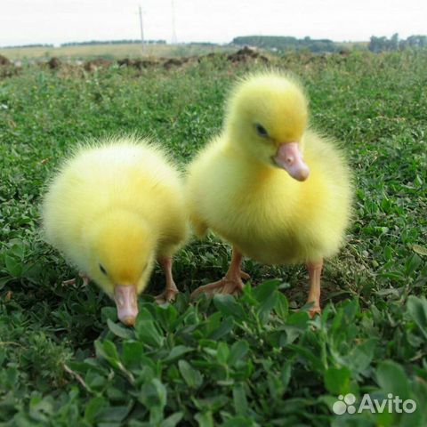 Гусята суточные Линда
