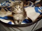Сибирский котенок девочка