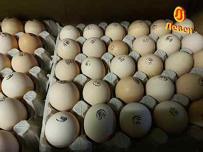 Импортное инкубационное яйцо кобб 500/росс 308