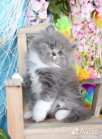 Котята фото красивые пушистые