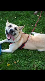 Собака в дар в добрые руки метис лайки