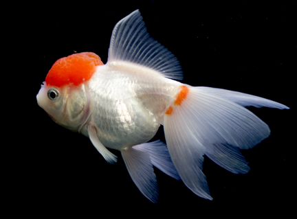 Золотые рыбки в ассортименте