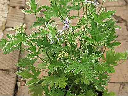 Душистый горошек (lathyrus odoratus). Фиалка душистая полевая желтая. Цветок гороха. Горошек душистый эвелин. Душистые 3.