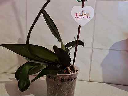 Долгопрудный орхидеи доставка цветов москва новогиреево недорого