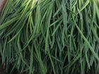 Готовое производство выращивания зеленого лука объявление продам