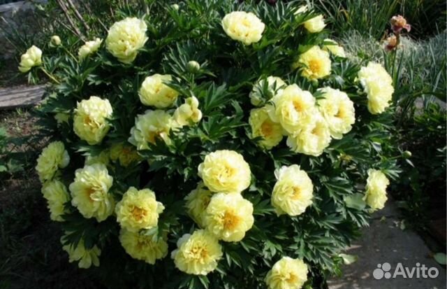 Пионы саженцы