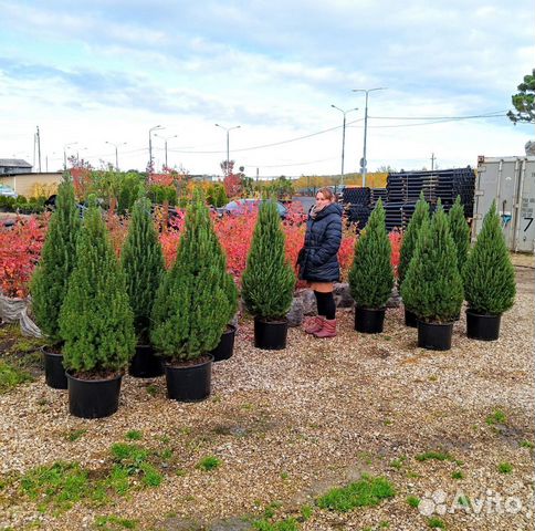 Ель канадская Коника