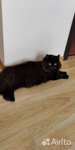 Кот брутал в добрые руки