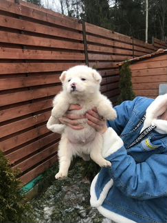 Белоснежные комочки в дар