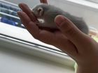 Домашние крысы объявление продам