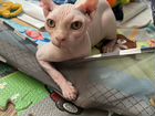 Кошка сфинкс эльф 4 месяца приучина к лотку