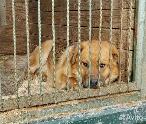 Молодому псу в приютской клетке одиноко и страшно