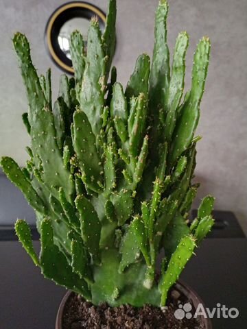 Кактус опунция