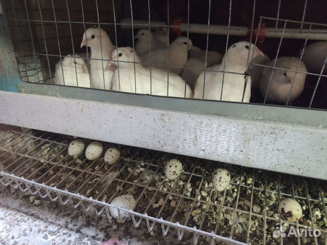 Инкубационное яйцо перепела Дмитриевский