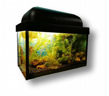 Подарочный мини-аквариум 
