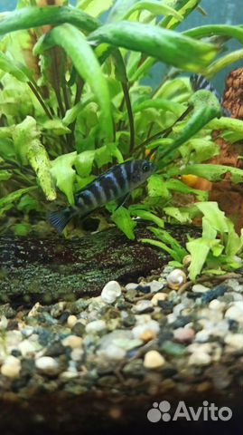 Рыбки Димасони цихлиды