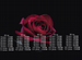 101 роза букет роз цветы 25 31 51 101 301