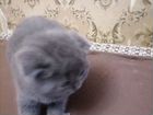 Британская вислоухая кошка объявление продам