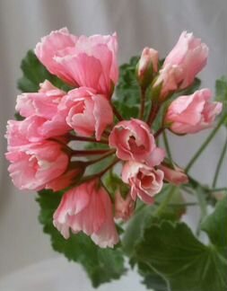 Пеларгония герань Marie Louise