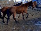 Лошади Карачаевской породы объявление продам