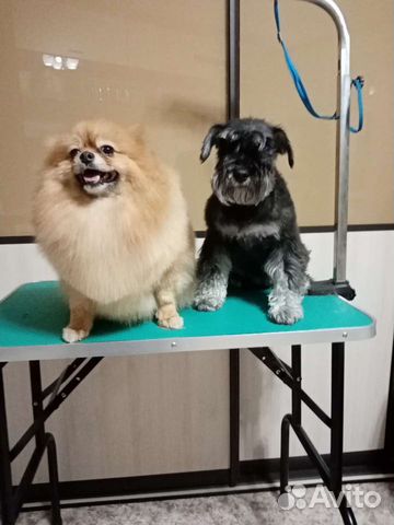 Стрижка кошек, собак, кроликов