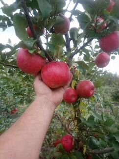 Саженцы яблони