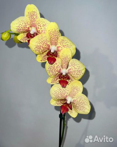 орхидея пульсация купить
