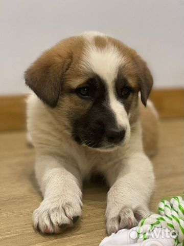 Шикарный щенок Соня,метиска,1,5мес.,в дар