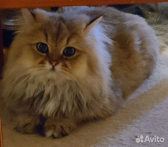Британец золотая шиншилла в ответственные руки