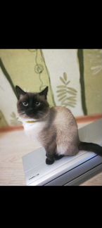 Тайский кот вязка