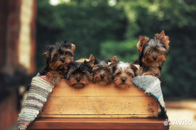 Йоркширский терьер щенки