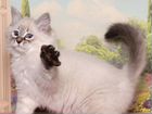 Невский маскарадный котик объявление продам