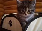 Сибирский котенок девочка объявление продам