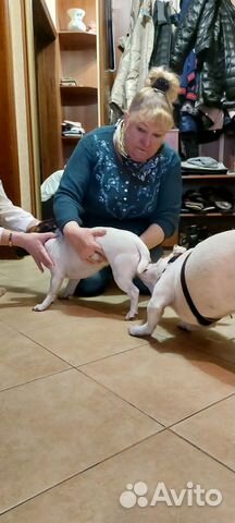 Инструктор по вязке собак