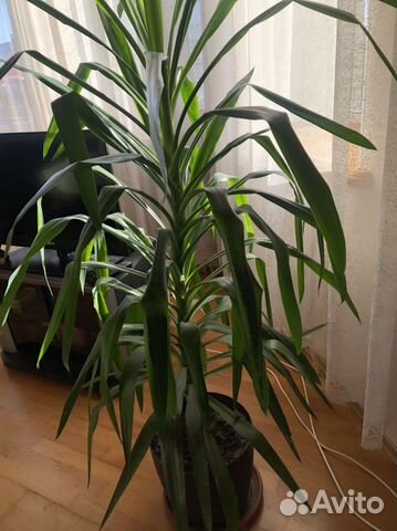 Комнатные цветы юкка