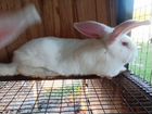 Кролики белый паннон 2 месяца объявление продам