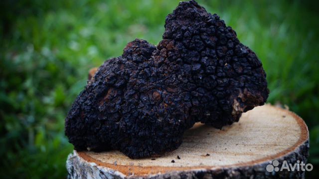 Чага. Березовый гриб