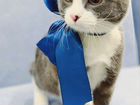 Котёнок мальчик метис русской голубой объявление продам
