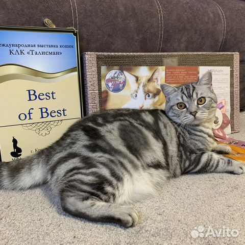 Шотландский кот на вязку