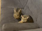 Абиссинские кот и кошка бесплатно объявление продам